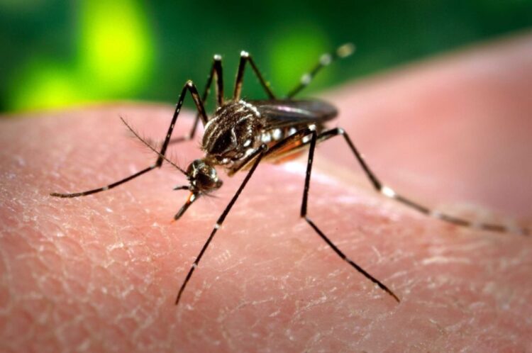 Córdoba registró 344 casos de dengue en lo que va de la temporada