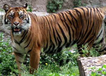 Una cuarta parte de la biodiversidad se extinguiría para 2100