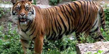 Una cuarta parte de la biodiversidad se extinguiría para 2100