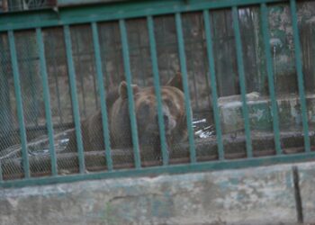 Preocupa la situación del oso Voldemort