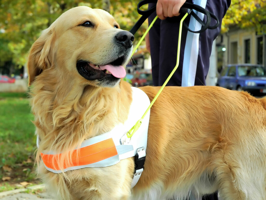 Habilitan un registro público de personas usuarias de perros de guía