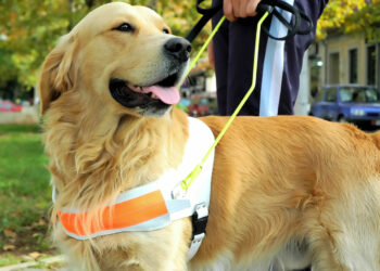 Habilitan un registro público de personas usuarias de perros de guía