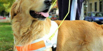Habilitan un registro público de personas usuarias de perros de guía