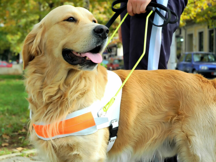 Habilitan un registro público de personas usuarias de perros de guía