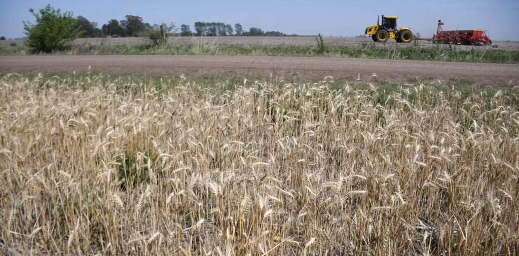 Por las sequía, la liquidación del campo caerá hasta un 36%