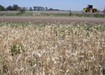 Por las sequía, la liquidación del campo caerá hasta un 36%