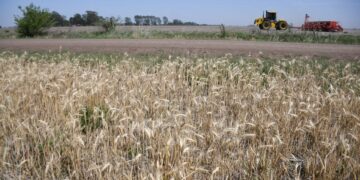 Por las sequía, la liquidación del campo caerá hasta un 36%