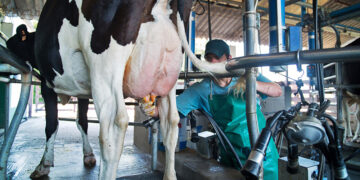 Lecheros señalan que el dólar soja encarece sus costos de producción