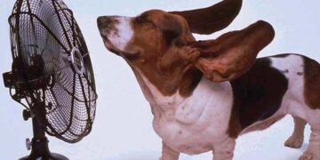 La desopilante reseña de un ventilador que hizo estallar las redes sociales