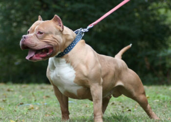 Le amputaron un brazo tras el feroz ataque de su propio pitbull