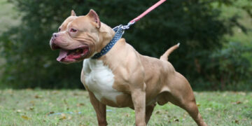 Le amputaron un brazo tras el feroz ataque de su propio pitbull