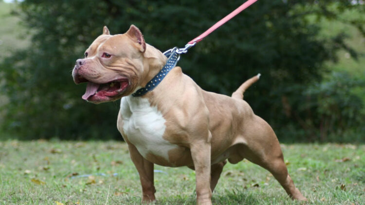 Le amputaron un brazo tras el feroz ataque de su propio pitbull