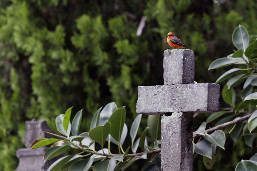 Los cementerios, un paraíso verde para el hábitat de las aves según un estudio internacional