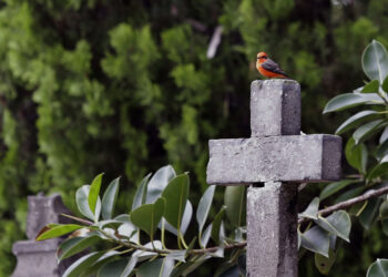 Los cementerios, un paraíso verde para el hábitat de las aves según un estudio internacional
