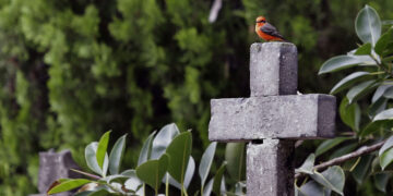 Los cementerios, un paraíso verde para el hábitat de las aves según un estudio internacional