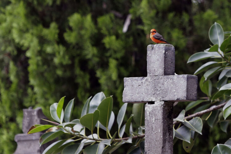 Los cementerios, un paraíso verde para el hábitat de las aves según un estudio internacional