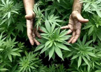 Crean la Agencia Nacional de Cannabis para impulsar su uso medicinal e industrial
