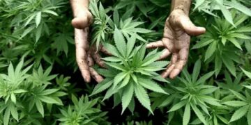 Crean la Agencia Nacional de Cannabis para impulsar su uso medicinal e industrial