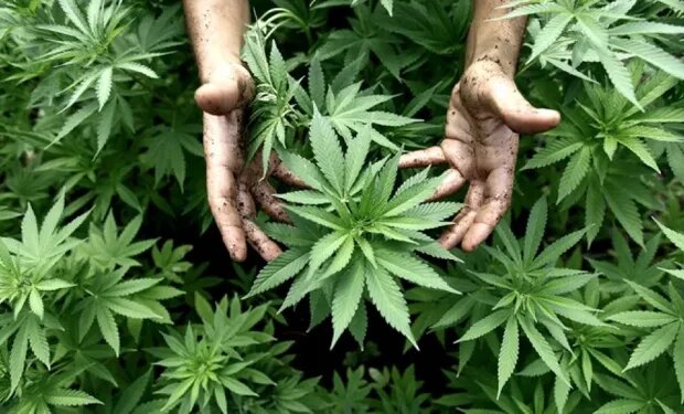Crean la Agencia Nacional de Cannabis para impulsar su uso medicinal e industrial