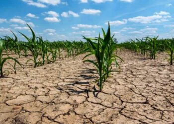 Advierten que por la sequía, la campaña agrícola será la peor de los últimos cinco años