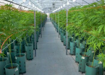 El Gobierno avanza en la industrialización del cannabis