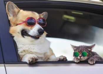 Tres recomendaciones que necesitas conocer antes de viajar con tus mascotas