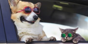 Tres recomendaciones que necesitas conocer antes de viajar con tus mascotas