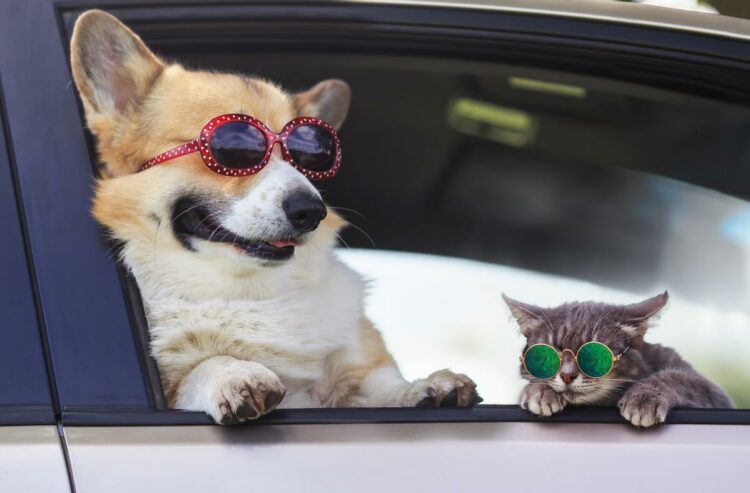 Tres recomendaciones que necesitas conocer antes de viajar con tus mascotas