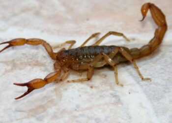 Cómo prevenir y actuar ante la picadura de alacranes