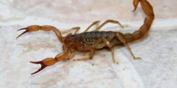 Cómo prevenir y actuar ante la picadura de alacranes
