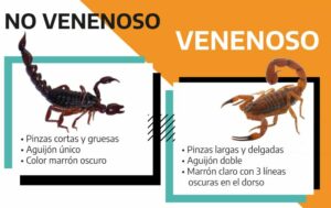 Cómo prevenir y actuar ante la picadura de alacranes