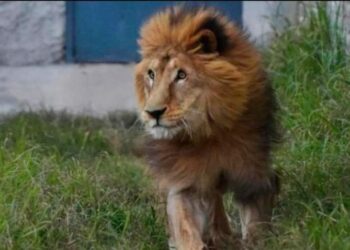 Murió “Tango”, el geronte león que estaba en el exzoológico de Córdoba