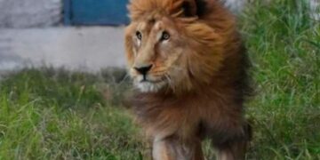 Murió “Tango”, el geronte león que estaba en el exzoológico de Córdoba