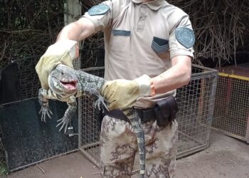 Una vecina de Alto Alberdi encontró un lagarto overo de gran porte en el patio de su casa