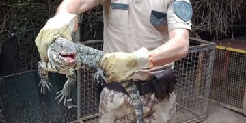 Una vecina de Alto Alberdi encontró un lagarto overo de gran porte en el patio de su casa