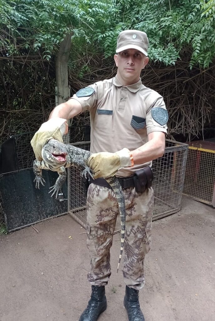 Una vecina de Alto Alberdi encontró un lagarto overo de gran porte en el patio de su casa