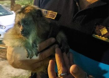 Una víbora y un mono fueron capturados hoy en dos barrios de la ciudad