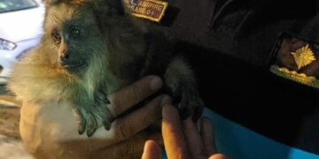 Una víbora y un mono fueron capturados hoy en dos barrios de la ciudad