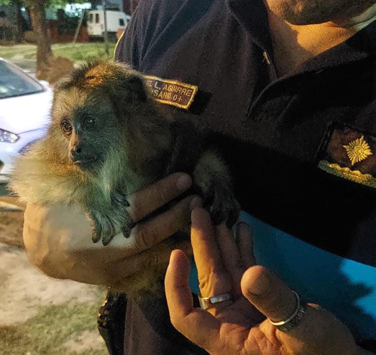 Una víbora y un mono fueron capturados hoy en dos barrios de la ciudad
