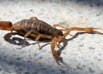 Aumentan las consultas de personas picadas por alacranes en Córdoba