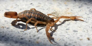 Aumentan las consultas de personas picadas por alacranes en Córdoba