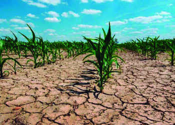 Declararon la emergencia agropecuaria en 11 provincias