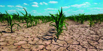 Declararon la emergencia agropecuaria en 11 provincias