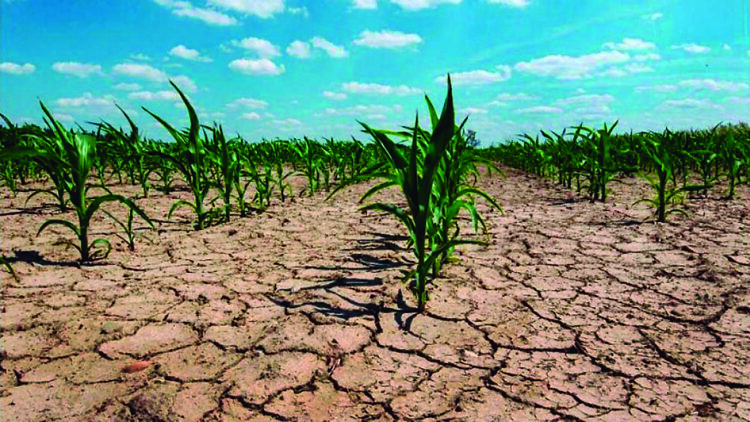 Declararon la emergencia agropecuaria en 11 provincias
