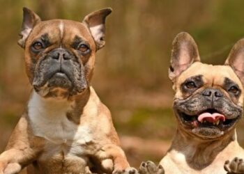 Buscan prohibir la reproducción de perros de «nariz chata»