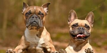 Buscan prohibir la reproducción de perros de «nariz chata»