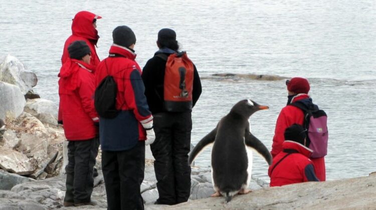 Descubren nueva colonia de pingüinos emperador en la Antártida