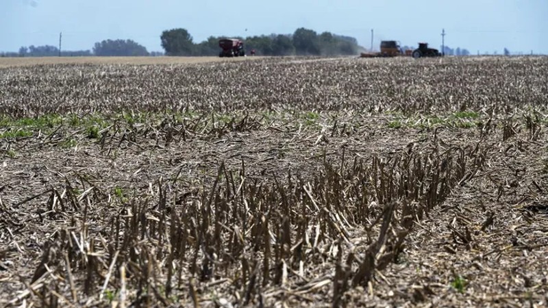 La sequía mermó la producción de maíz y soja en Córdoba