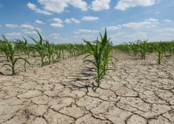 La sequía ya le costó U$D 900 millones a los productores