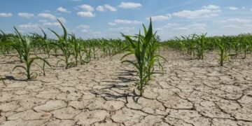 La sequía ya le costó U$D 900 millones a los productores